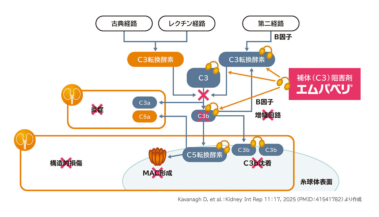 C3腎症/MPGNにおける補体経路とエムパベリの作用機序