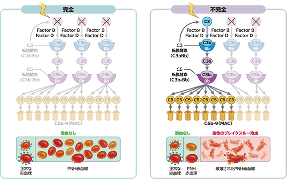 感染症リスクとブレイクスルー溶血（BTH）：安全性情報