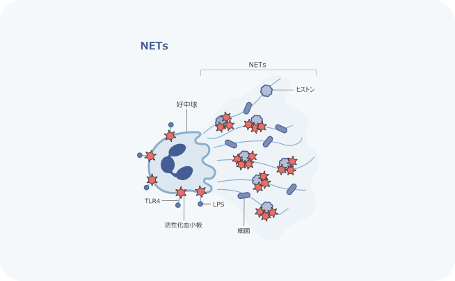NETs